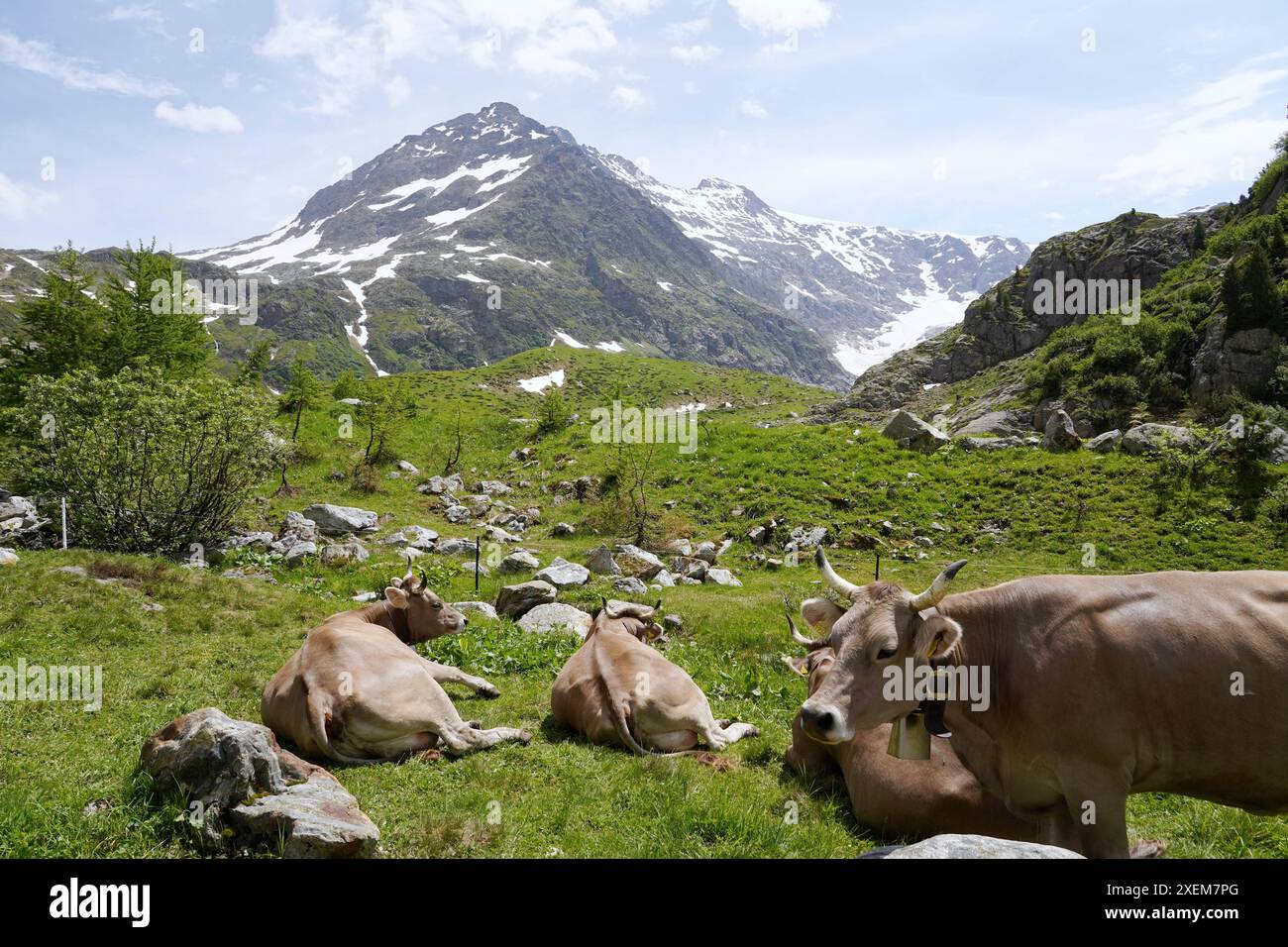 Anton Geisser 28.06.2024 Obwalden Milchmarkt Milch Schweiz. Bild : Kuehe auf einer Alpweide *** Anton Geisser 28 06 2024 marché du lait d'Obwald lait Suisse vaches sur un pâturage alpin Banque D'Images