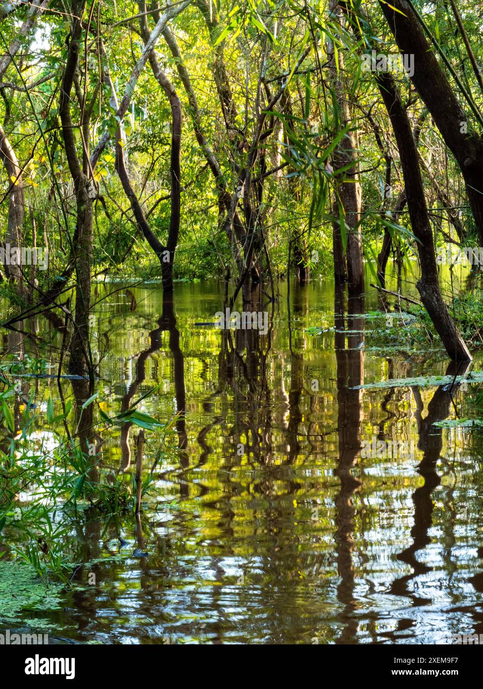 La forêt tropicale sur le Rio Purus, un affluent de l'Amazonie, à l'ouest de Manaus, se reflète dans l'eau. Banque D'Images