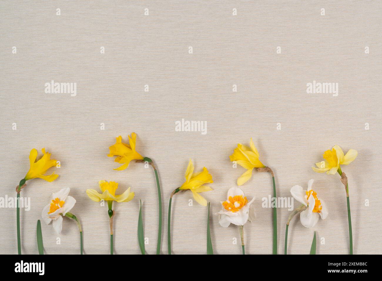 beau bouquet de jonquilles fraîches de couleur jaune sur fond blanc. simple carte de voeux de printemps de vacances, carte d'invitation. espace pour le texte, mini Banque D'Images beau bouquet de jonquilles fraîches de couleur jaune sur fond blanc. simple carte de voeux de printemps de vacances, carte d'invitation. espace pour le texte, mini Banque D'Images