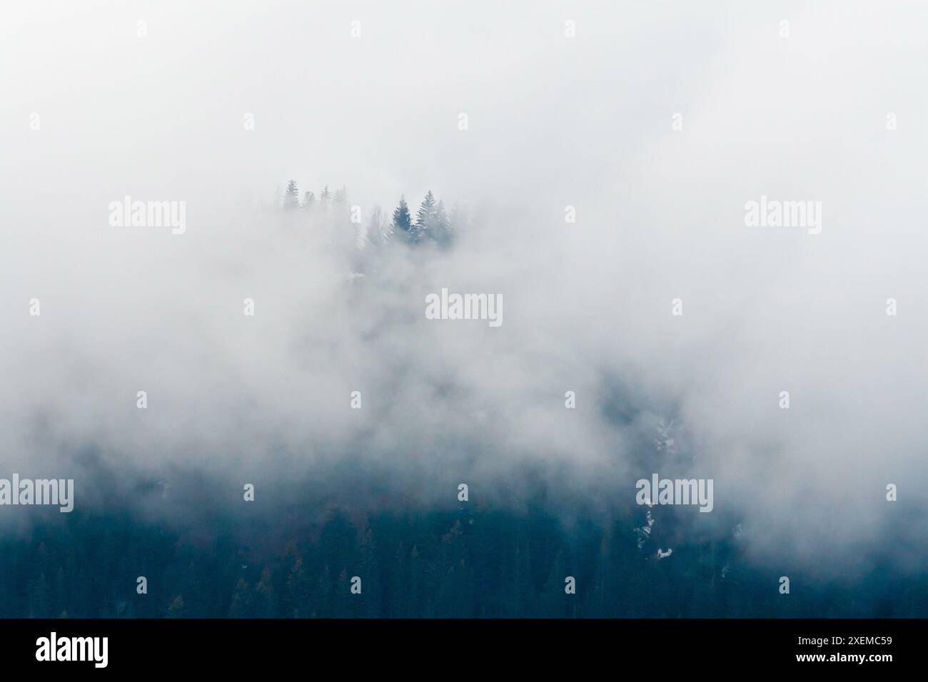 Scène brumeuse d'arbres à feuilles persistantes enveloppés dans un épais brouillard dans le parc national de Glacier Bay, Alaska Banque D'Images