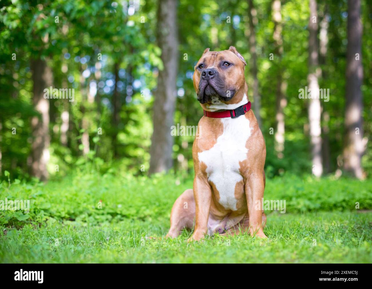 Chien rouge et blanc Mastiff x Pit Bull Terrier de race mixte aux oreilles coupées assis à l'extérieur Banque D'Images