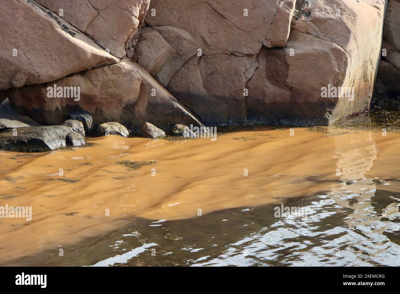 Plancton jaune / algues / 'floraison' d'algues et petites méduses bleues dans l'archipel de Fjällbacka sur la côte ouest de la Suède, Kattegat, juin 2024 Banque D'Images