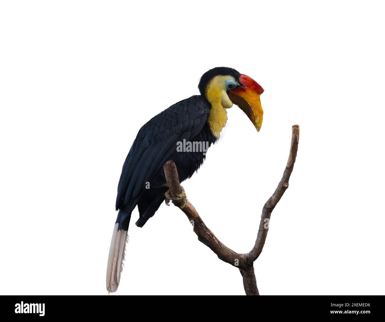 Bec de corne ridé, bec de corne ridé de Sunda ou Aceros Corrugatus dans un arbre assis sur une branche, couvert Banque D'Images