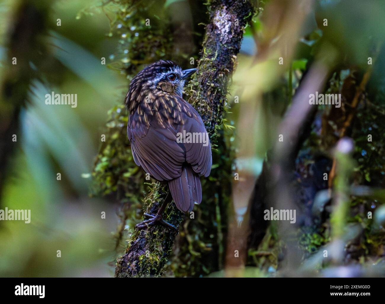 Une montagne Wren-Babbler (Gypsophila crassa) dans une forêt dense. Sabah, Bornéo, Malaisie. Banque D'Images