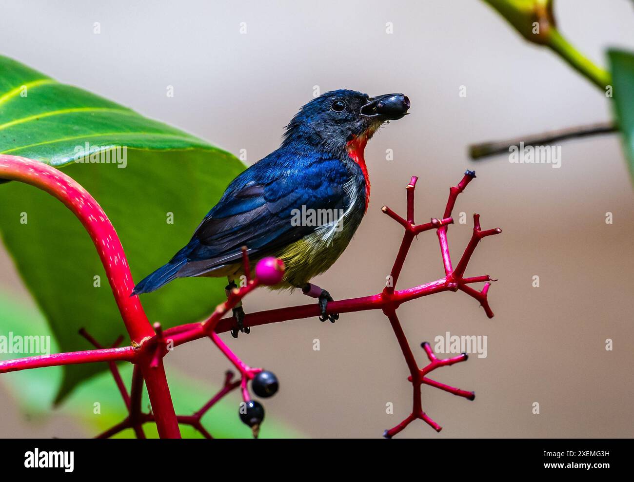 Un mâle coloré à flûte noire (Dicaeum monticolum) se nourrissant de fruits. Sabah, Bornéo, Malaisie. Banque D'Images