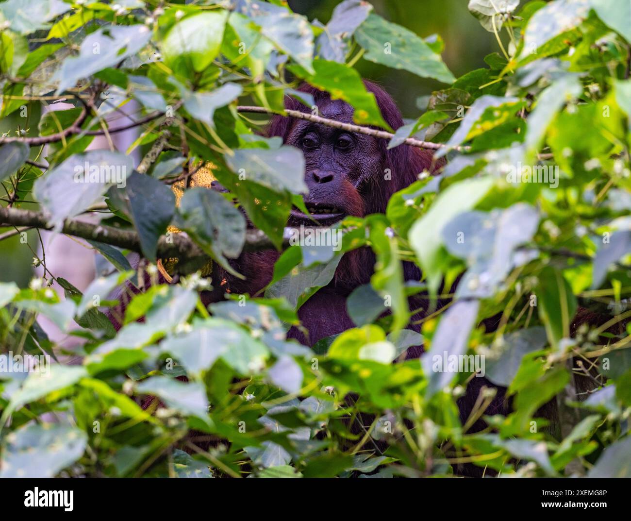 Un orang-outan sauvage adulte de Bornéo (Pongo pygmaeus) qui se nourrit en forêt. Sabah, Bornéo, Malaisie. Banque D'Images