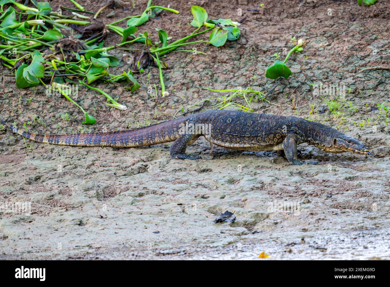Un grand moniteur d'eau asiatique (Varanus salvator) marchant sur une rive de rivière. Sabah, Bornéo, Malaisie. Banque D'Images