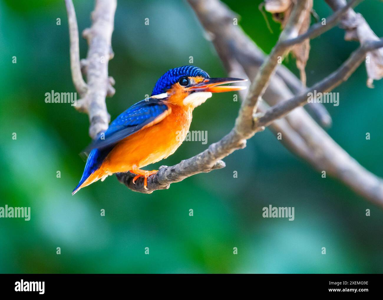 Un Kingfisher à oreilles bleues (Alcedo meninting) perché sur une branche. Sabah, Bornéo, Malaisie. Banque D'Images