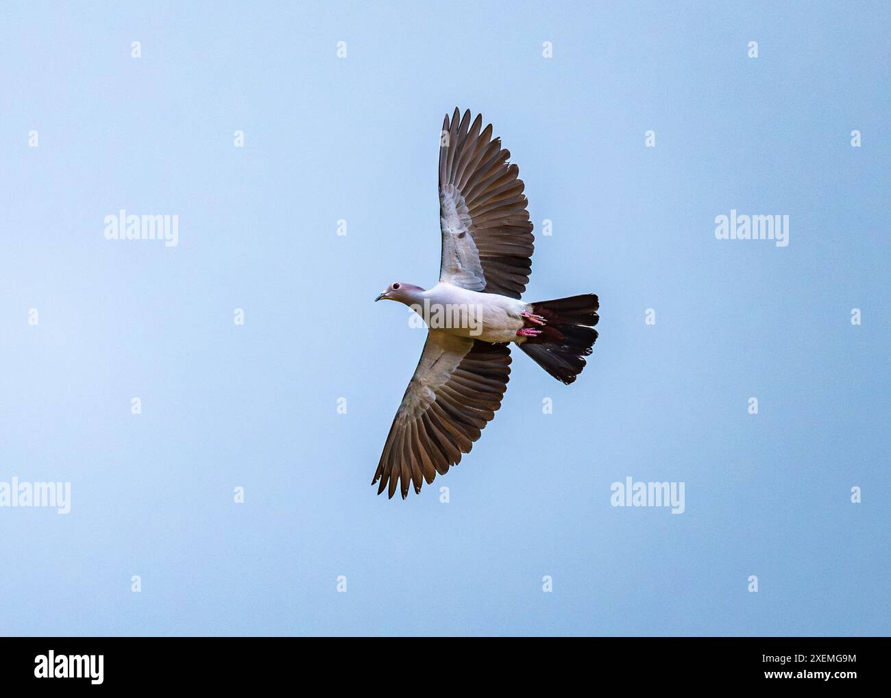 Un pigeon impérial vert (Ducula aenea) en vol. Sabah, Bornéo, Malaisie. Banque D'Images