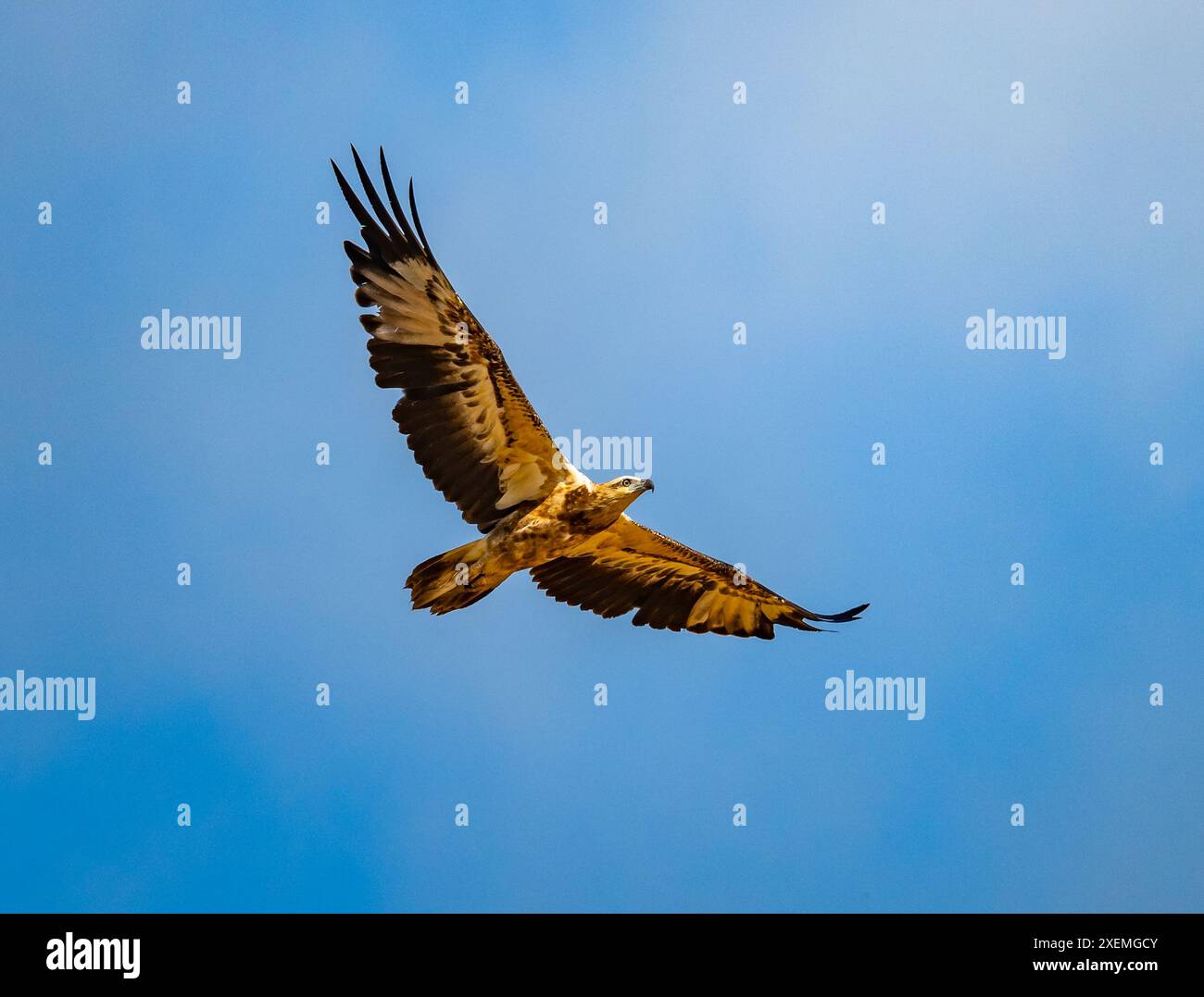 Un aigle de mer immature à ventre blanc (Icthyophaga leucogaster) planant dans un ciel bleu. Sabah, Bornéo, Malaisie. Banque D'Images