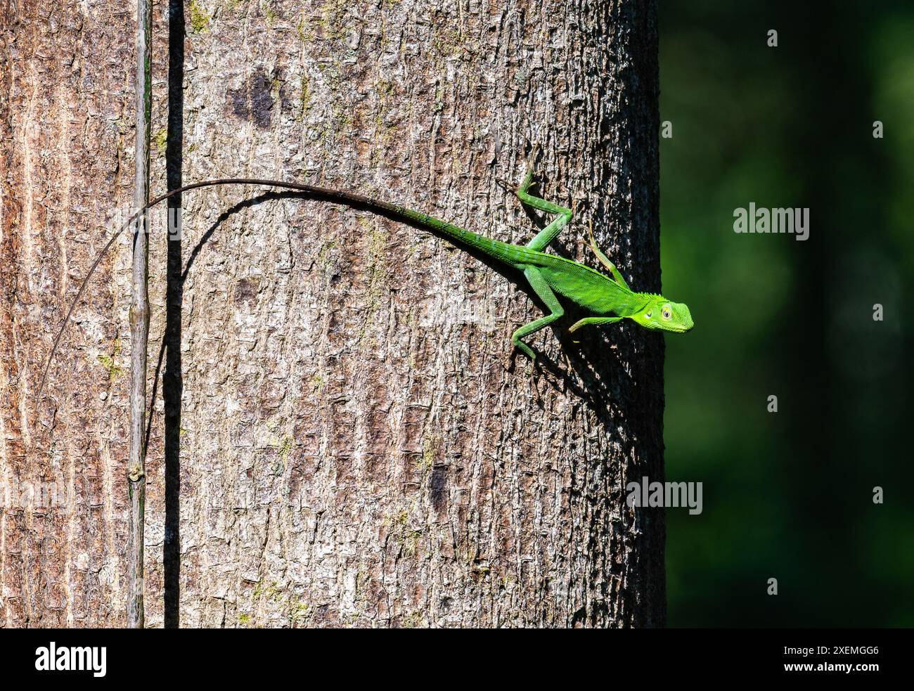 Un lézard à crête verte (Bronchocela cristatella) sur un tronc d'arbre. Sabah, Bornéo, Malaisie. Banque D'Images