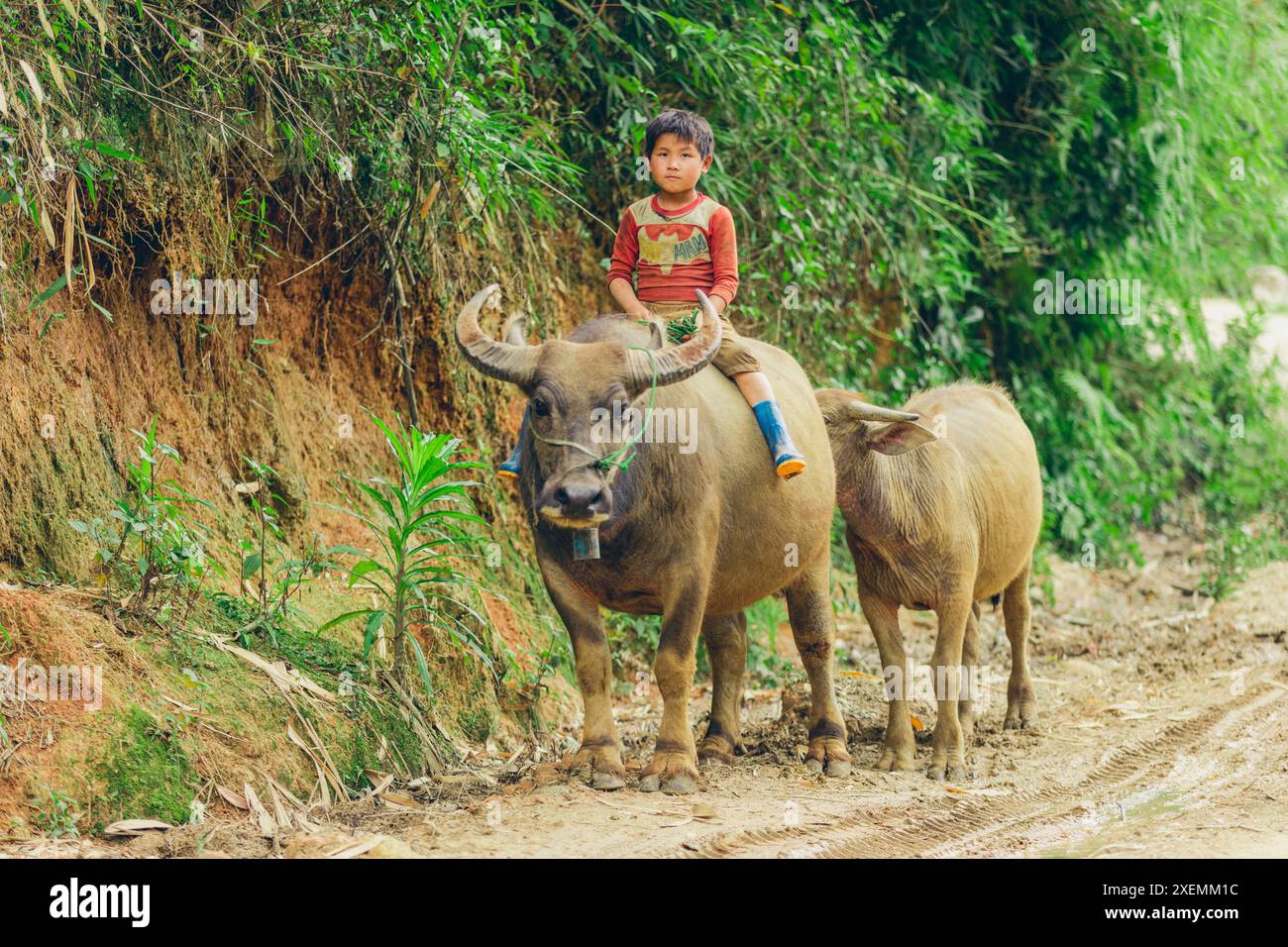 Boy monte sur le dos d'un boeuf sur une route de campagne au Vietnam ; Ban Nam Nghiep, Muong la, son la, Vietnam Banque D'Images