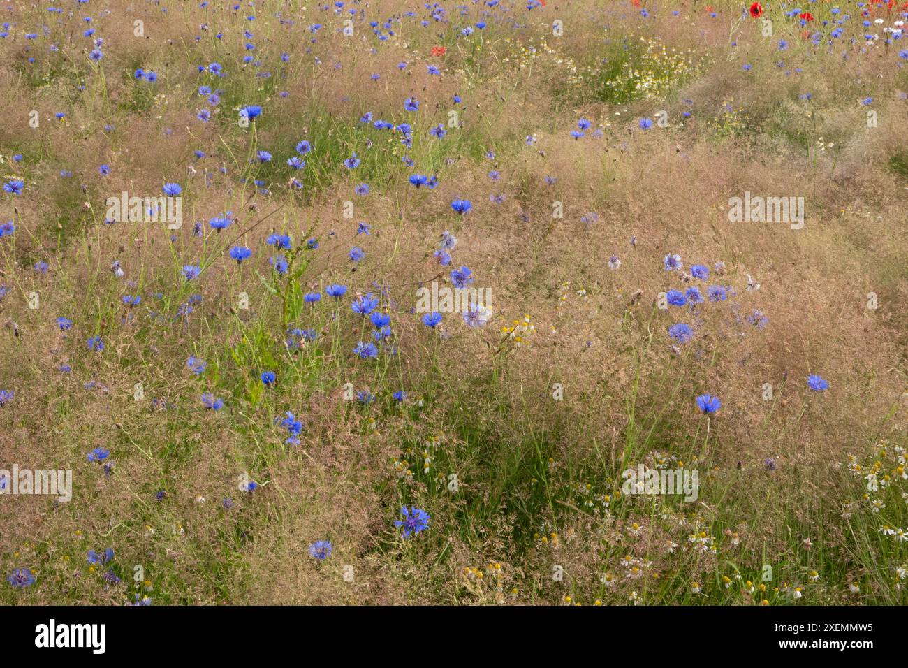 Agriculture inclusive de la nature, une prairie fleurie avec toutes sortes d'herbes et beaucoup de Cornflower Banque D'Images