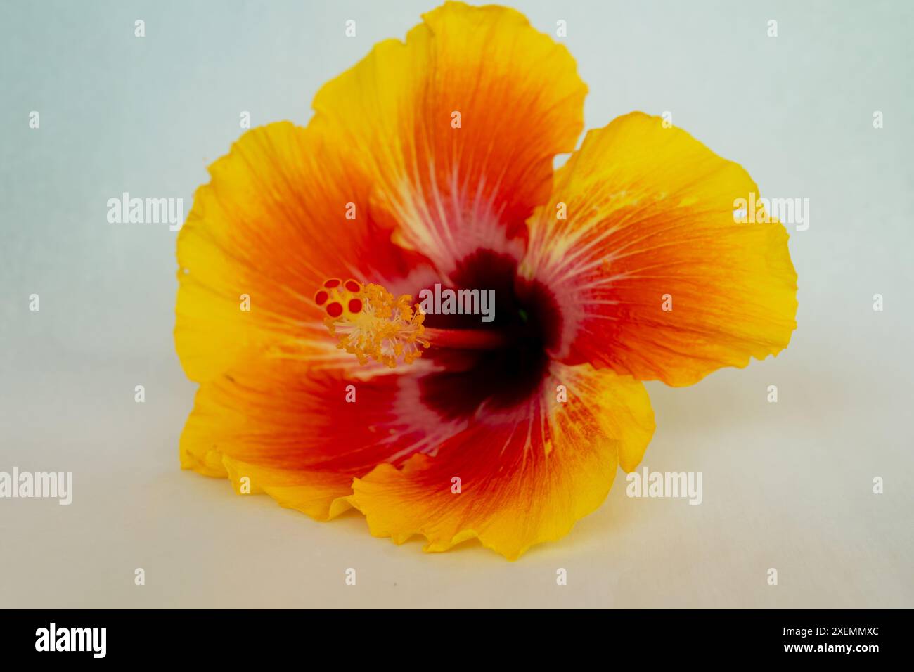 Un hibiscus coloré sur un fond blanc. Banque D'Images