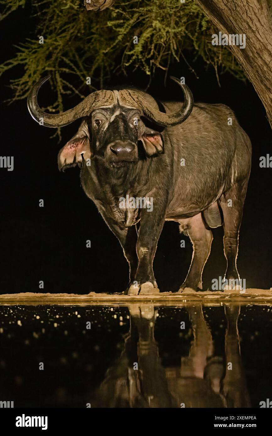 Afrique, Kenya, Parc National d'Amboseli. Cap Buffalo buvant au point d'eau la nuit. Banque D'Images