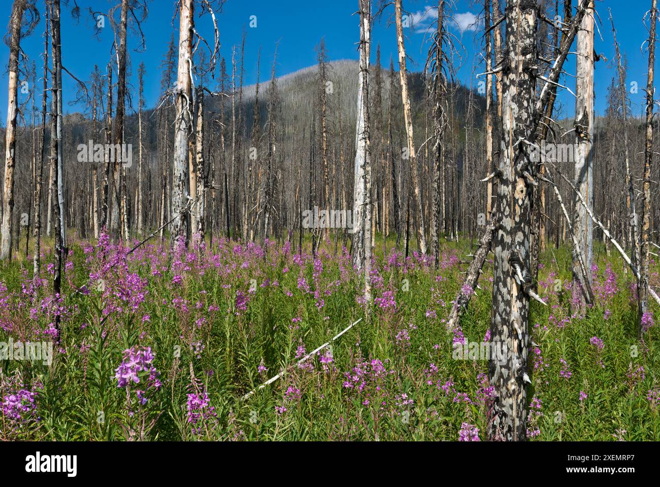 Forêt brûlée et herbe à feu dans le parc provincial Castle Wildland ; Alberta, Canada Banque D'Images