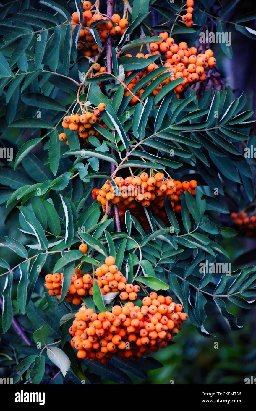 Rowan berries, sorbier (Sorbus) arbre avec de petits fruits mûrs Banque D'Images