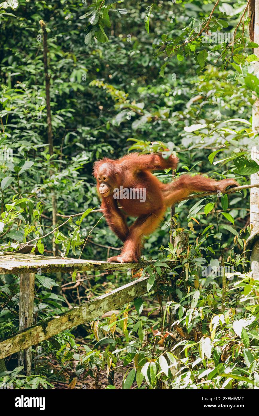 Singes grimpant entre arbre et plate-forme en bois dans la forêt tropicale du parc national du mont Halimun Salak en Indonésie ; Java occidental, Indonésie Banque D'Images