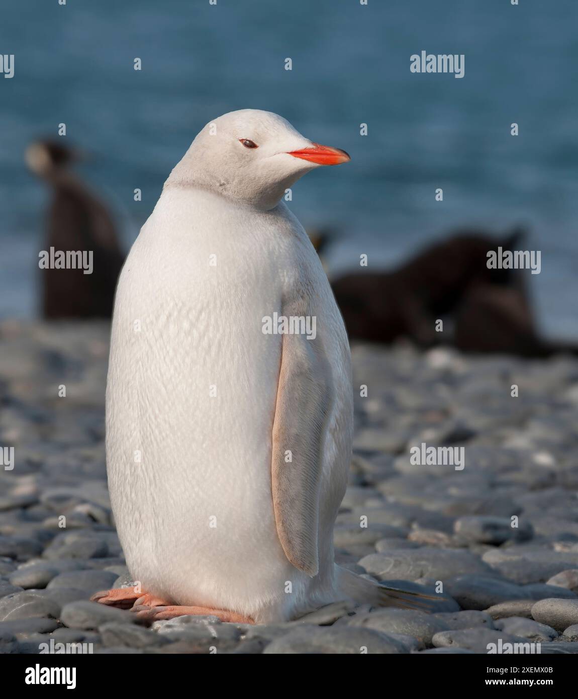 Antarctique, Géorgie du Sud. Rare pingouin albinos, Salisbury Plain. Banque D'Images