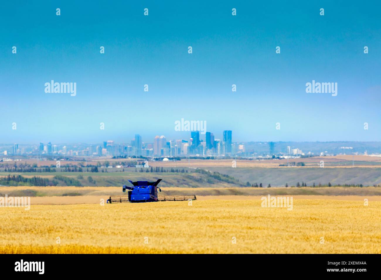 Combiner à la récolte dans un champ de grains dorés avec la ville de Calgary et le ciel bleu en arrière-plan, au sud-est de Calgary ; Calgary, Alberta, Canada Banque D'Images