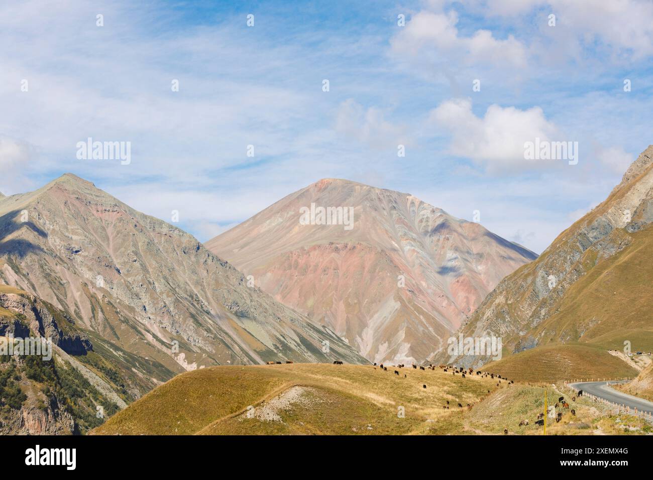 Pâturage du bétail dans les montagnes du Caucase vu du site du 'Monument de l'amitié' ; Gudauri, Mtskheta-Mtianeti, Géorgie Banque D'Images