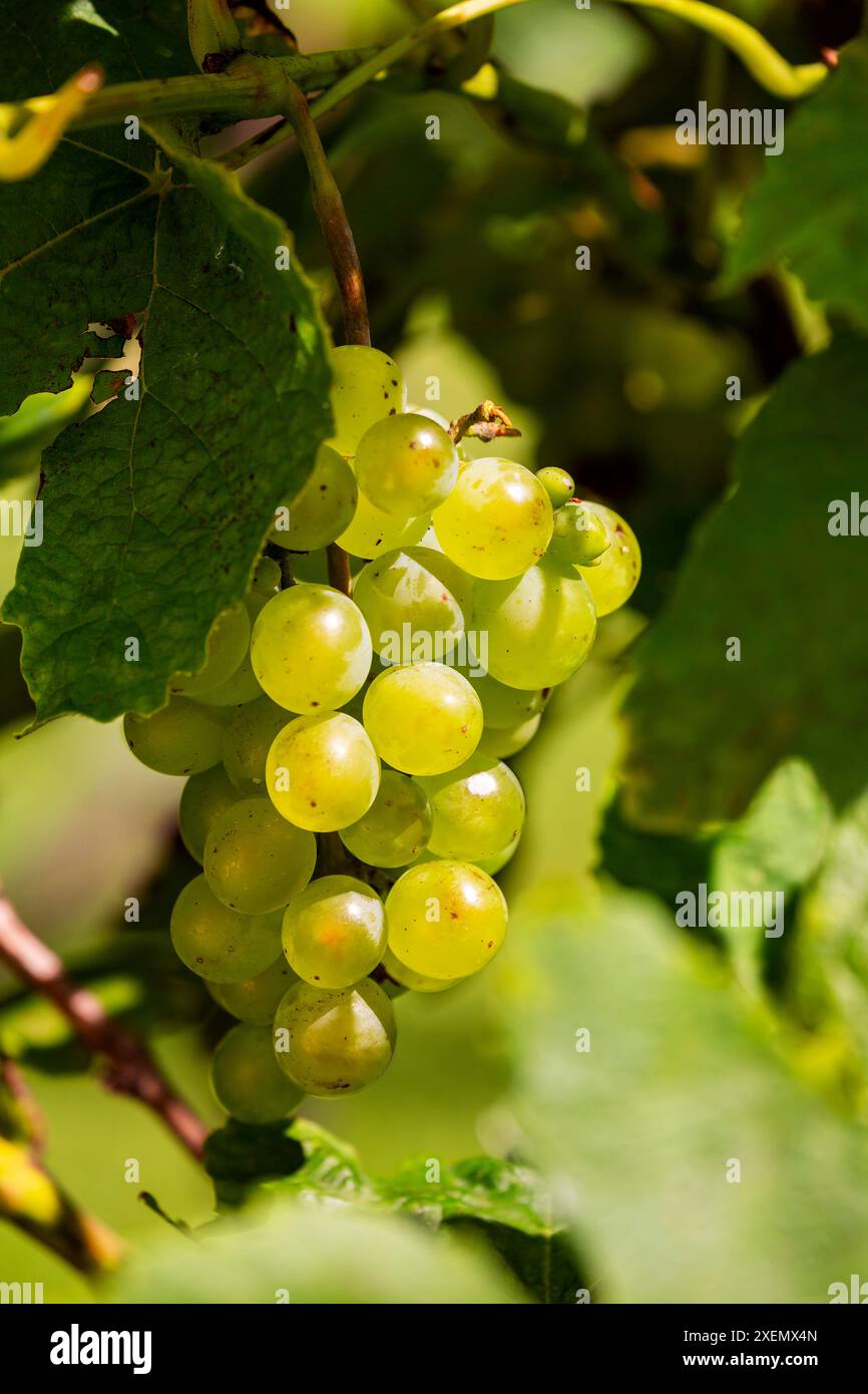 Gros plan d'un groupe de raisins blancs accroché à une vigne et illuminé par la lumière du soleil ; Port Colborne, Ontario, Canada Banque D'Images