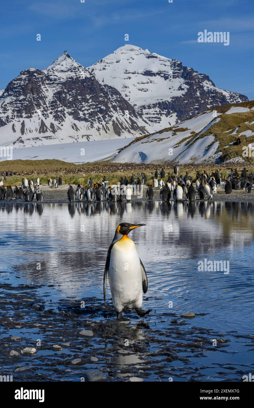 Île de Géorgie du Sud. Le pingouin roi seul traverse le ruisseau sur la plaine de Salisbury. Banque D'Images