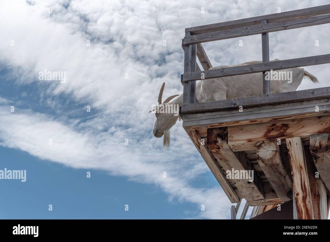 Chèvre blanche dans un zoo pour enfants debout haut sur une structure avec un fond de ciel bleu et nuageux. Banque D'Images