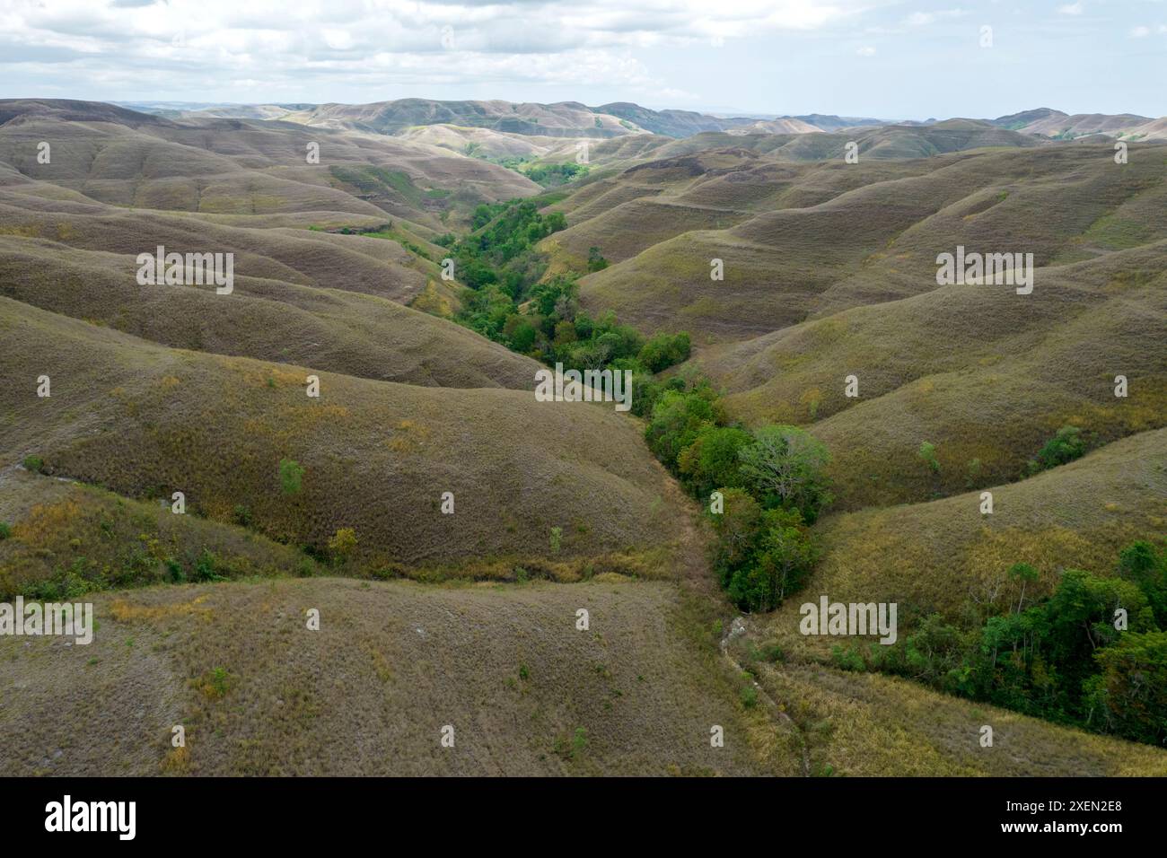 Vaste paysage vallonné avec des arbres à Bukit Wairinding, East Nusa Tenggara, Indonésie Banque D'Images