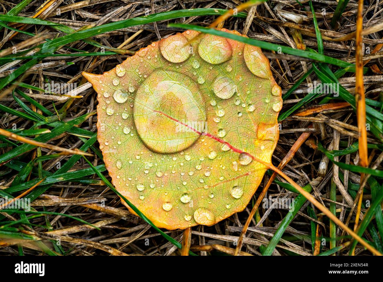 Feuille unique sur l'herbe avec de grandes gouttes de rosée, feuille commençant à changer de couleur en automne ; Calgary, Alberta, Canada Banque D'Images