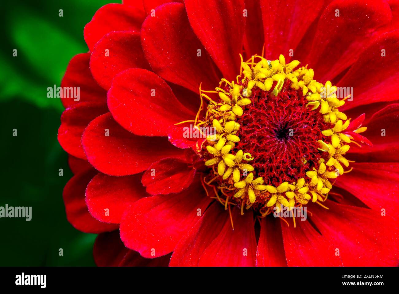 Gros plan d'une fleur rouge vif avec anneau central jaune ; Calgary, Alberta, Canada Banque D'Images