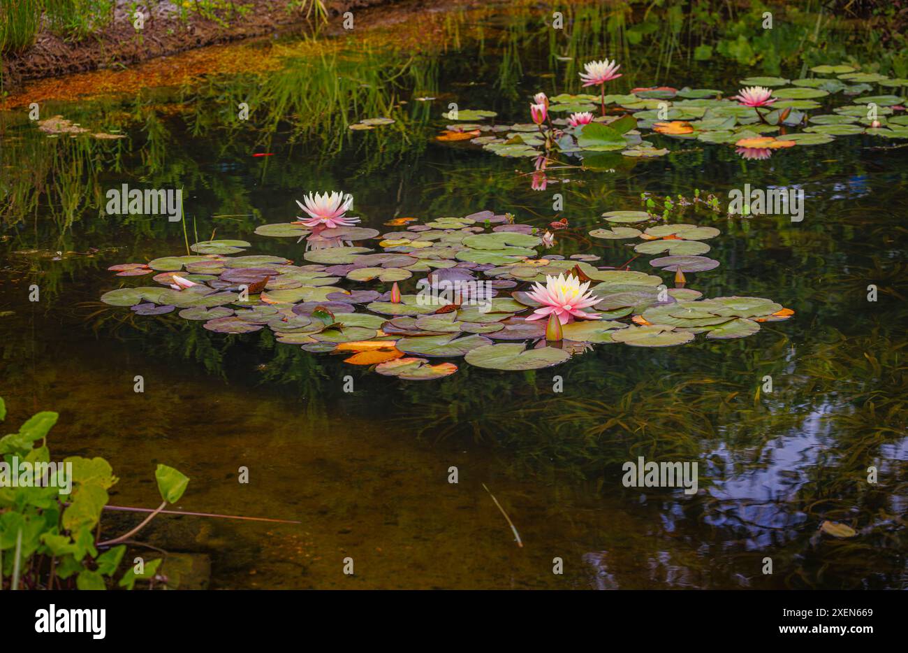 Nénuphar aquatique rose et jaune Nymphaea 'Barbara Dobbins' fleurissant dans un étang à RHS Garden Wisley, Surrey, sud-est de l'Angleterre en été Banque D'Images