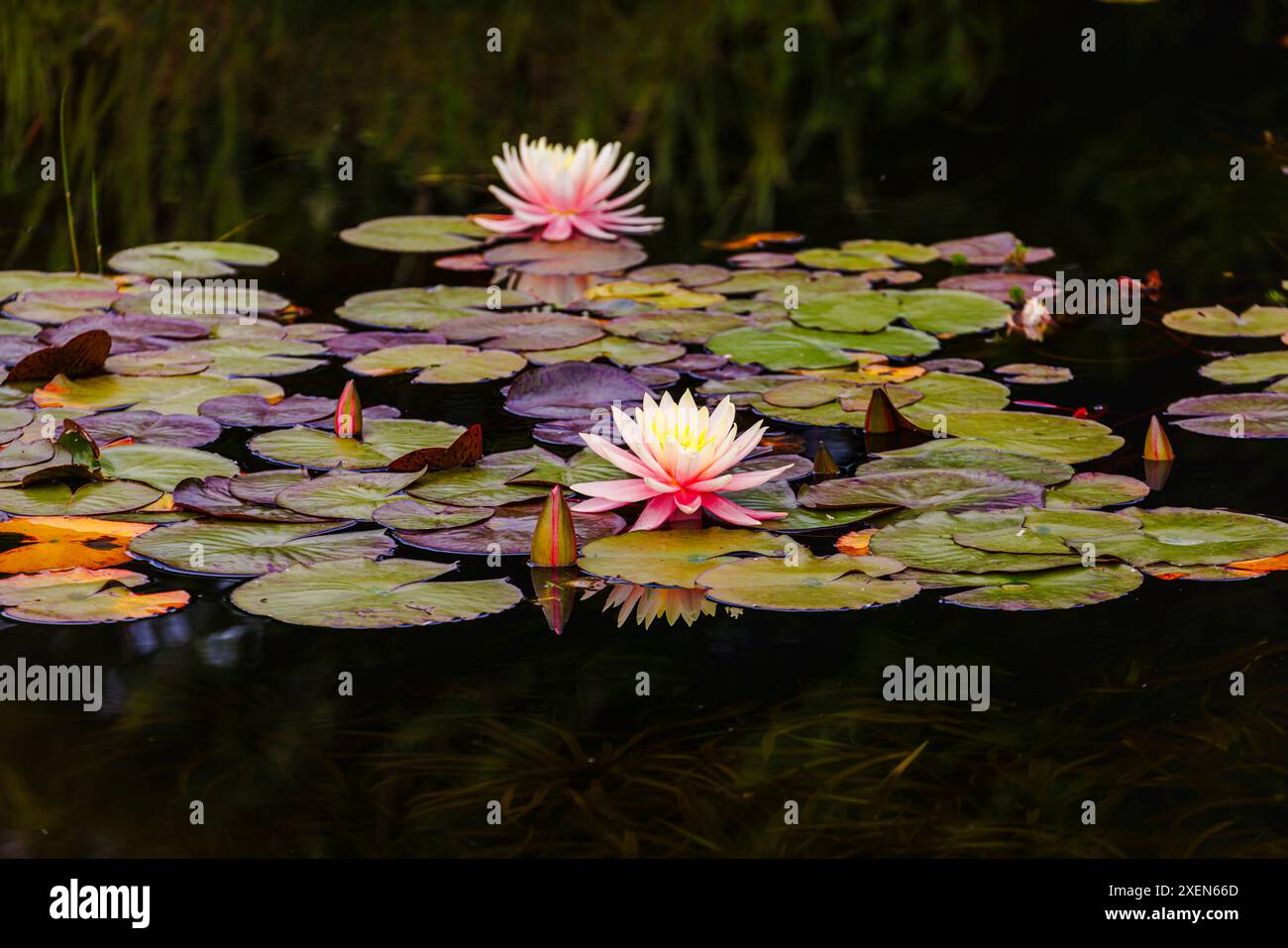 Nénuphar aquatique rose et jaune Nymphaea 'Barbara Dobbins' fleurissant dans un étang à RHS Garden Wisley, Surrey, sud-est de l'Angleterre en été Banque D'Images