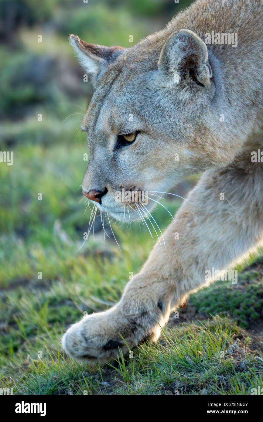 Gros plan de puma (Puma concolor) marchant avec le pied levé dans le parc national de Torres del Paine ; Chili Banque D'Images