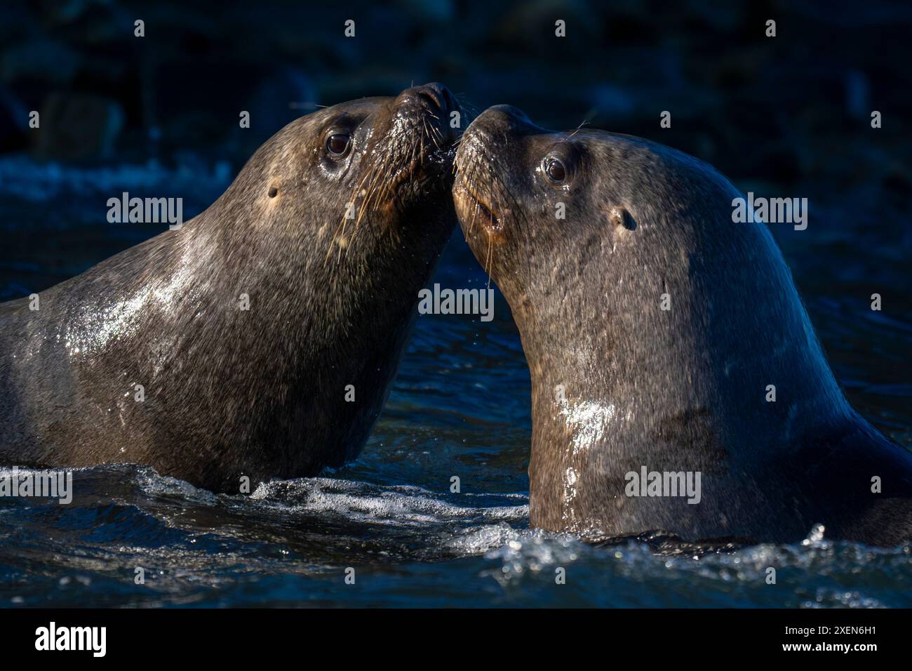 Gros plan d'otaries sud-américaines (Otaria byronia) s'embrassant dans l'eau dans le parc national Torres del Paine ; Chili Banque D'Images