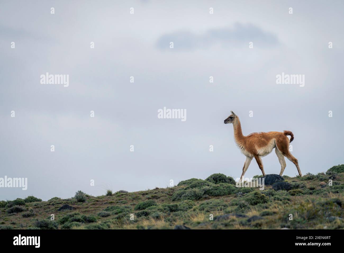 Guanaco (Lama guanicoe) descend la crête sous ciel nuageux dans le parc national Torres del Paine ; Chili Banque D'Images