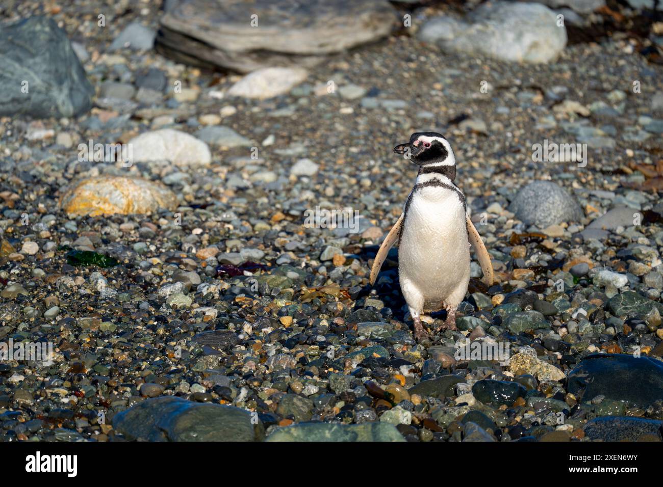 Manchot magellanique (Spheniscus magellanicus) se tient sur une caméra d'observation de bardeaux ; île de Magdalena, région de Magallanes, Chili Banque D'Images