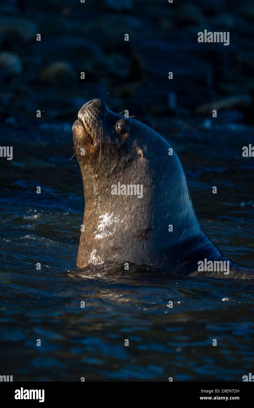 Otaries sud-américaines (Otaria flavescens) montres de l'eau ; île de Magdalena, Chili Banque D'Images