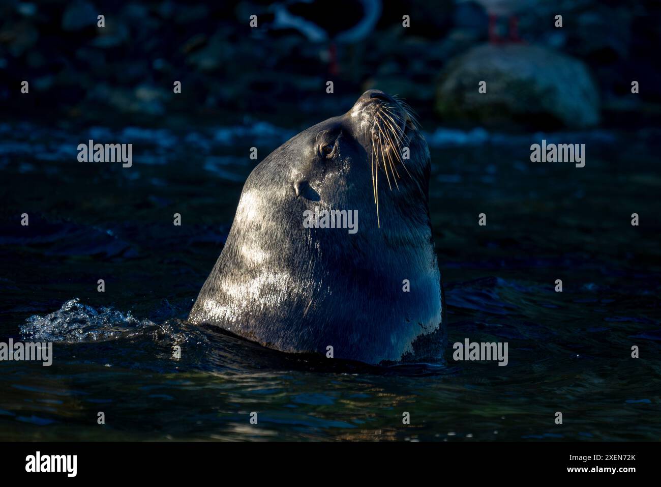 Otaries sud-américaines (Otaria flavescens) montres de mer ; île de Magdalena, Chili Banque D'Images