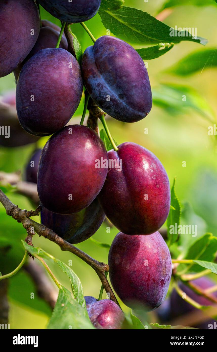 Gros plan de prunes violettes (Prunus cerasifera) sur une branche d'arbre ; Port Colborne, Ontario, Canada Banque D'Images