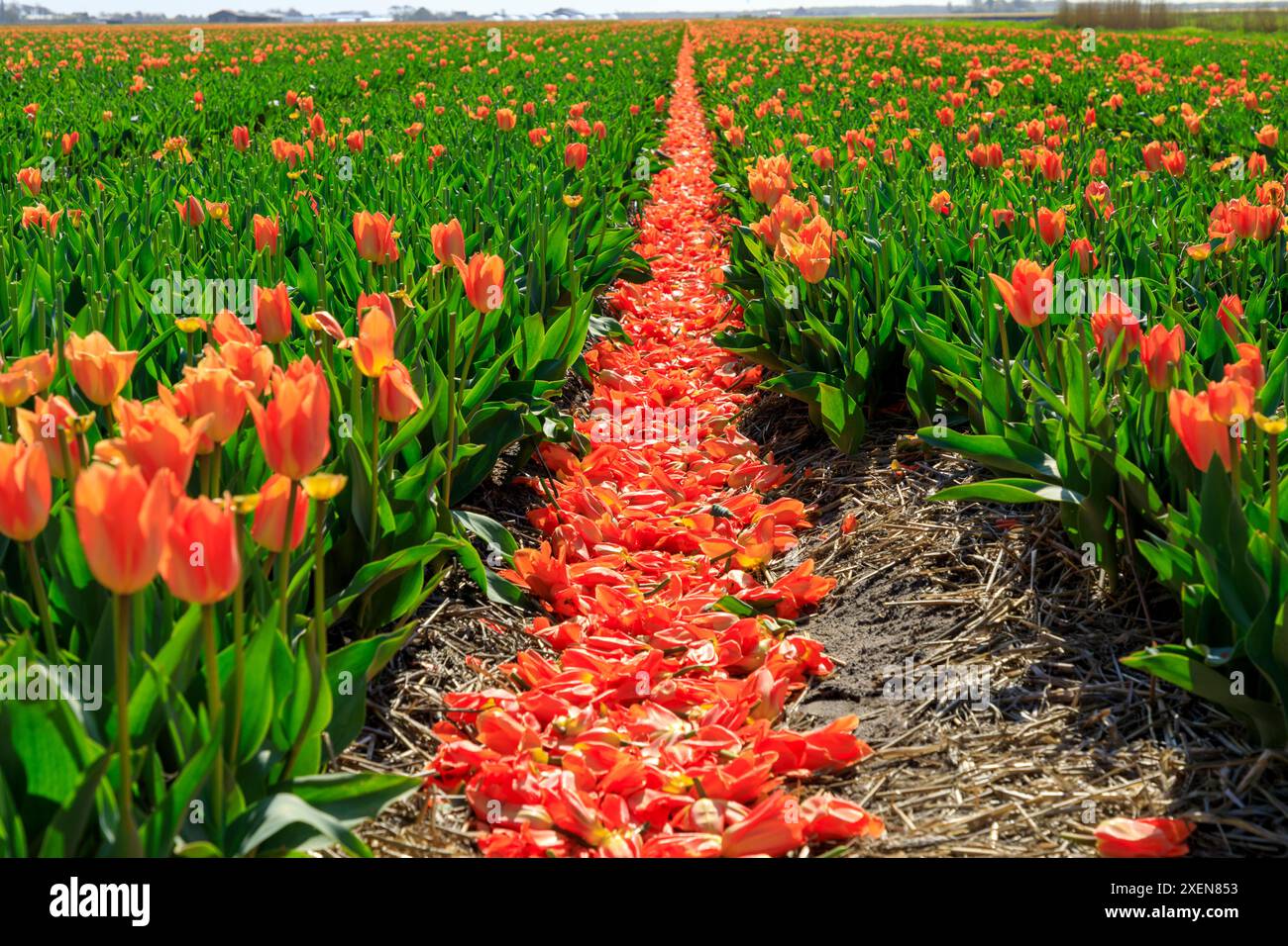 Pays-Bas, Noth Holland. Callantsoog. Tulipes hollandaises en champ. Banque D'Images
