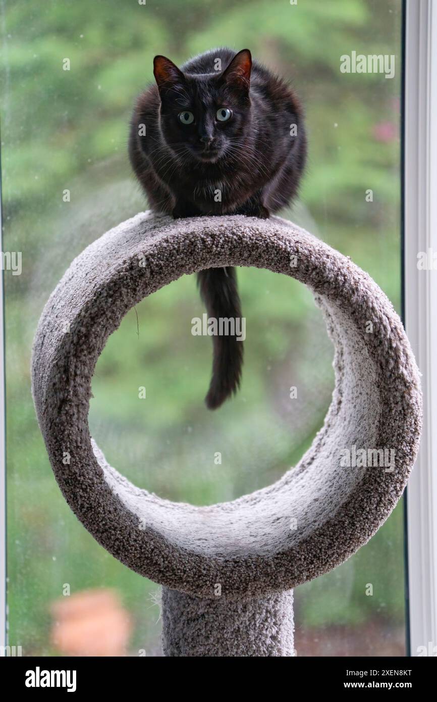Chat noir assis sur un arbre à chat ; Whitehorse, Yukon, Canada Banque D'Images