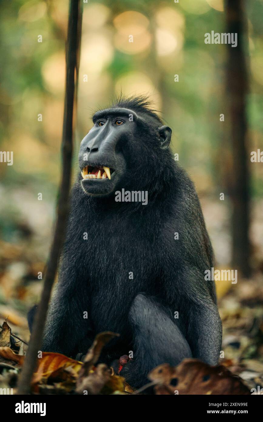 Macaque à crête de Célèbes (Macaca nigra) assis sur le sol dans les feuilles tombées et montre ses dents avec une bouche ouverte à Tangkoko Batuangus nature R... Banque D'Images
