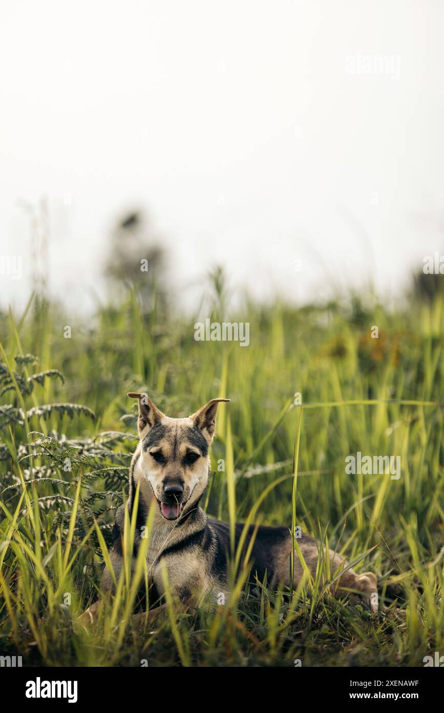 Chien assis dans les longues herbes dans un champ sur une ferme de café sur le plateau de Bolaven au Laos ; Ban Paksong, province de Champasak, Lao Banque D'Images