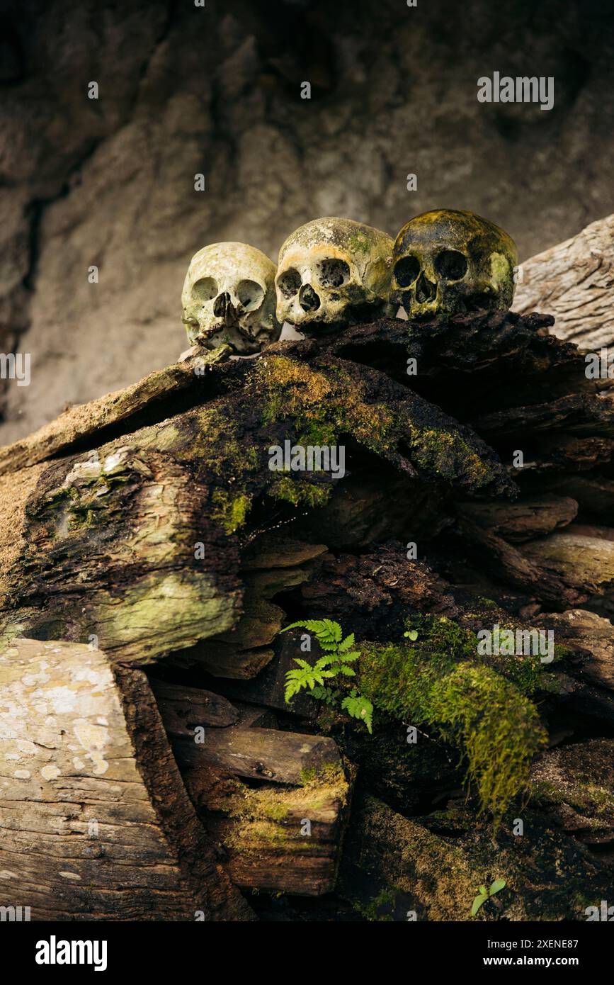 Trois crânes d'affilée dans le cimetière du peuple Toraja dans la région de Rante Pao au nord de Toraja, Sulawesi, Indonésie Banque D'Images