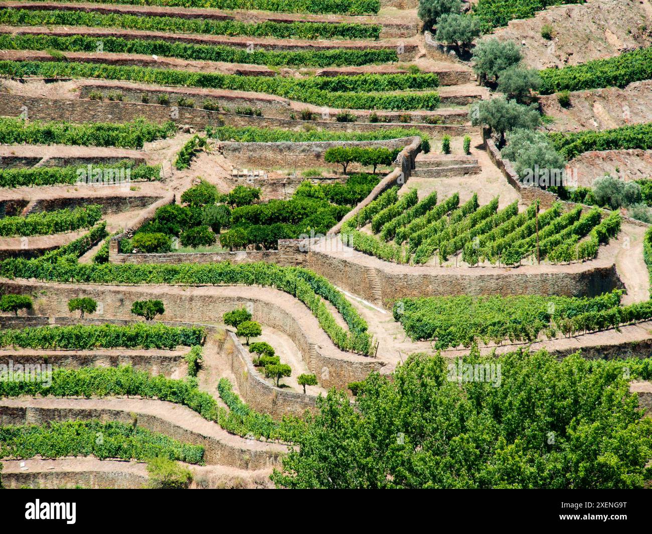Portugal, Vallée du Douro, Pinhao. Les vignobles de la vallée du Douro au-dessus de Pinhao sont situés sur des collines en terrasses au-dessus du fleuve Douro. Banque D'Images