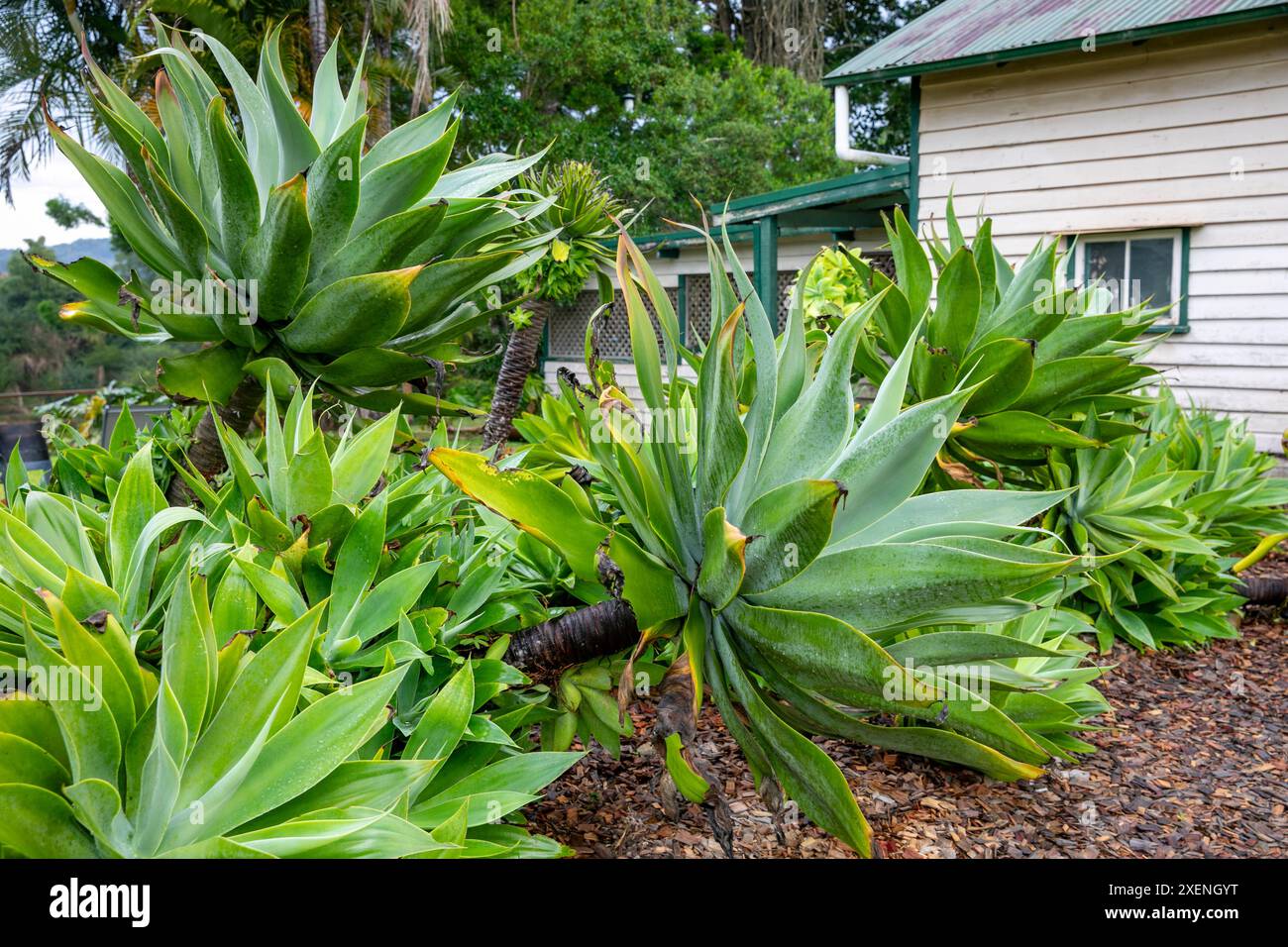 Plantes d'agave atténuata en Australie, également connues sous le nom d'agave à queue de lion ou d'agaves à queue de foxtail, Nouvelle-Galles du Sud, Australie Banque D'Images