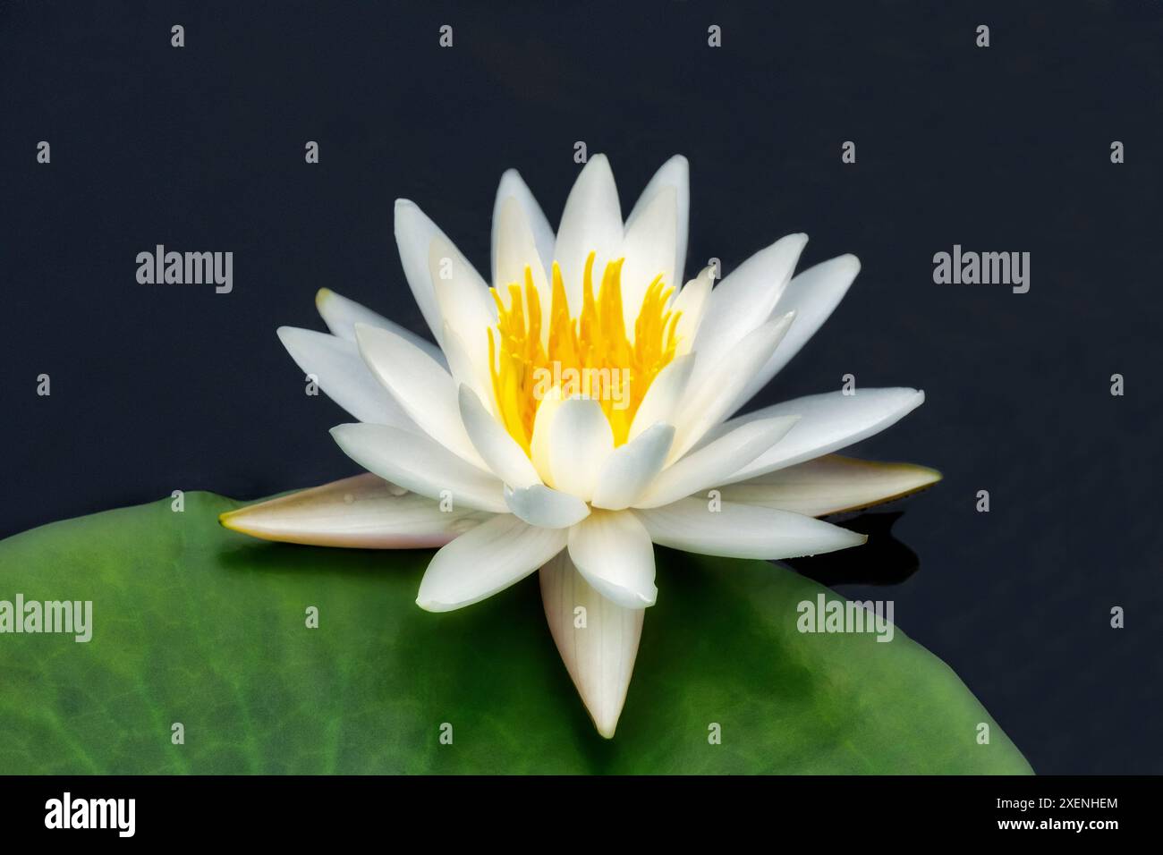 Nénuphar américain Banque D'Images