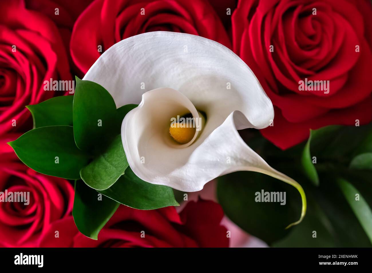 Rose rouge et lys Calla blanc Banque D'Images