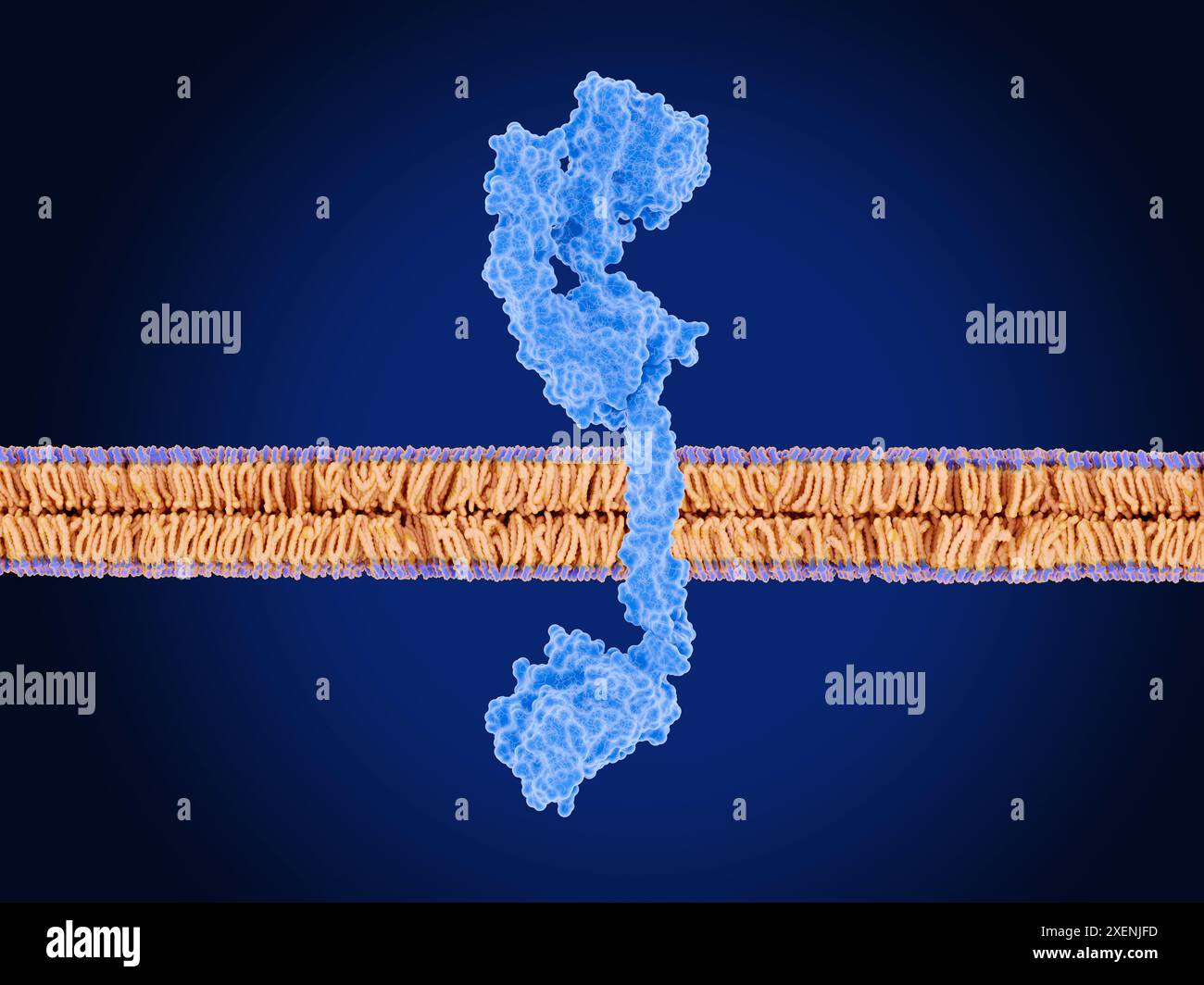 Illustration de la forme inactive du récepteur 3 du facteur de croissance épidermique humain (HER3, bleu) sur une membrane cellulaire (violet et orange). HER3 appartient à la famille des protéines du récepteur du facteur de croissance épidermique (EGFR). Elle est normalement cruciale pour la prolifération cellulaire, la survie et la différenciation, en particulier pendant le développement. Cependant, lorsqu'il est exprimé anormalement, il peut augmenter la croissance, la prolifération et la résistance des cellules cancéreuses à la chimiothérapie. En tant que tel, HER3 est une cible pour certains traitements contre le cancer. Banque D'Images